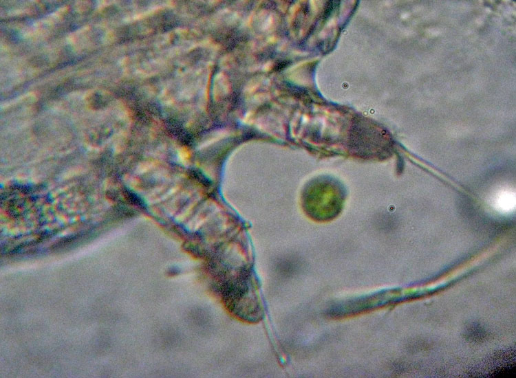 Patologia vegetale, fungo, myxo...?